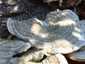 Borostás egyrétűtapló (Trametes hirsuta), Vértes